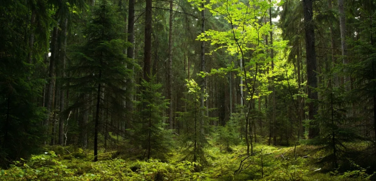 Skog